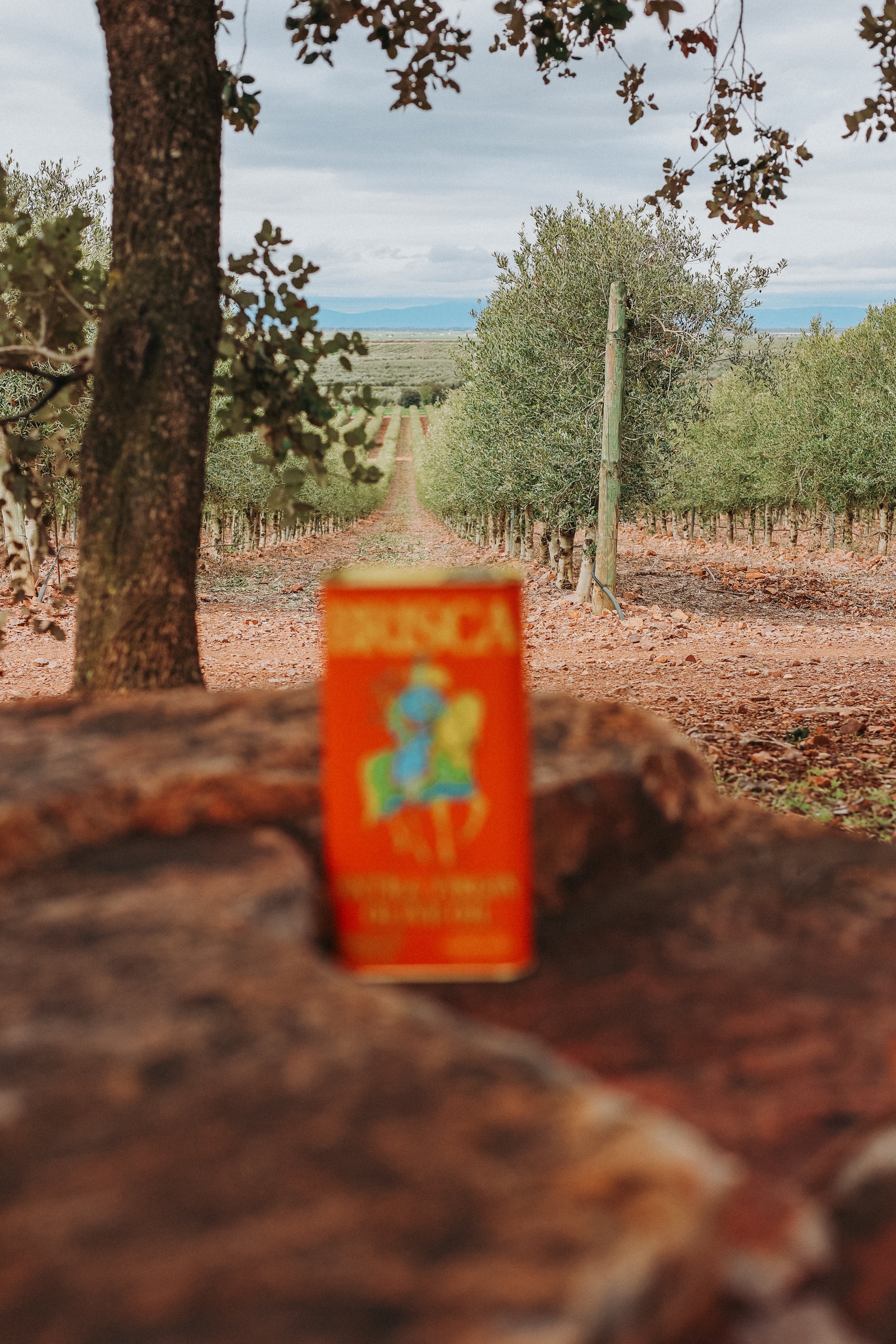Picual & Arbequina Extra Virgin Olive Oil - Bottle